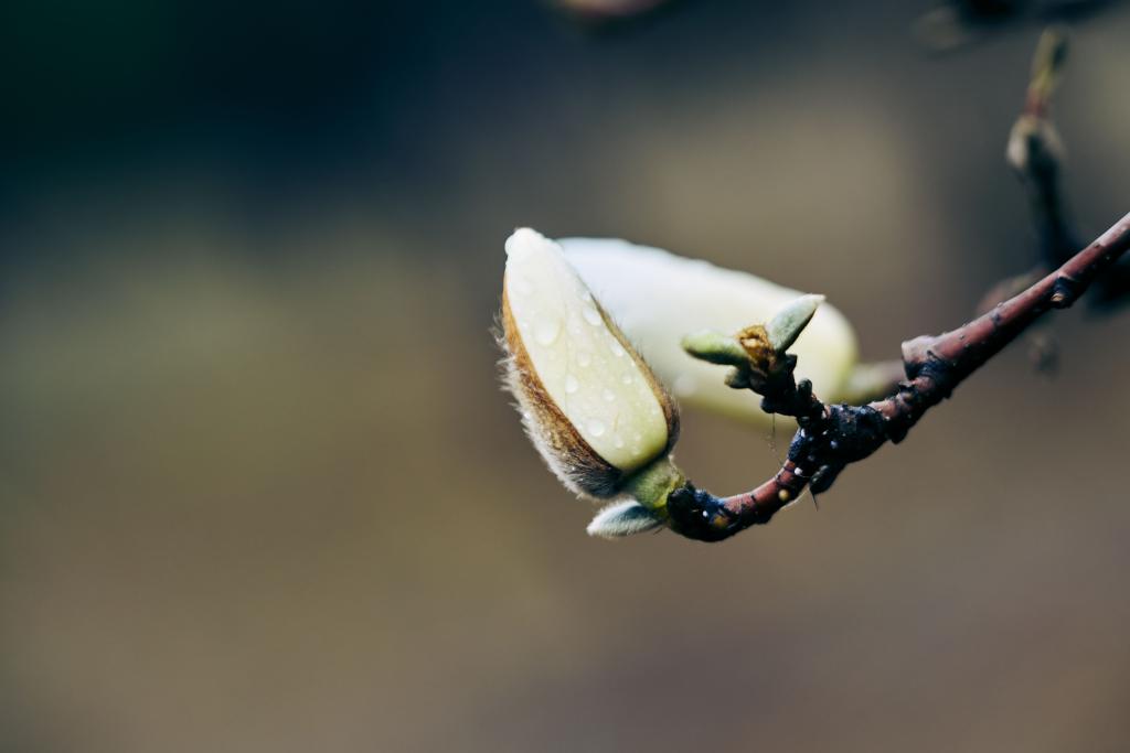 Bourgeon fermé sur une branche dans une lumière douce, illustrant le mécanisme de protection du freeze — le système nerveux qui se replie sur lui-même face à une menace perçue comme insurmontable.