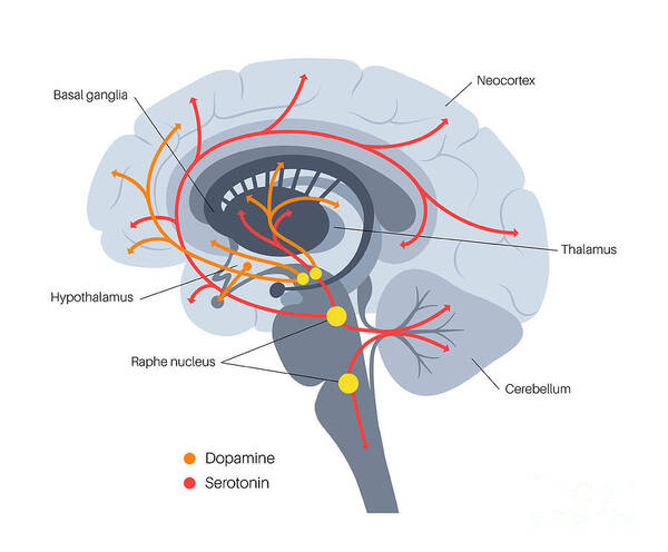 Illustration des hormones liées au stress et à l’équilibre émotionnel dans le cerveau
